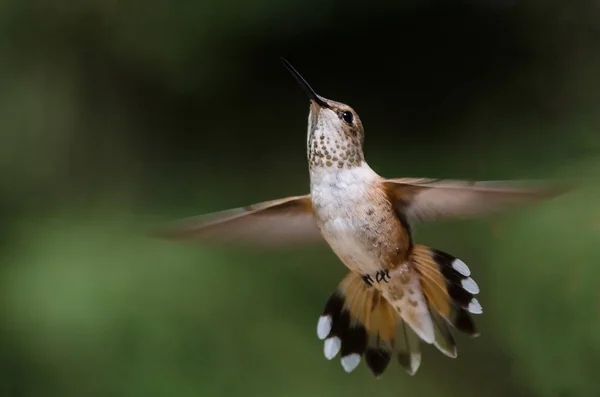 Schattige Kleine Rode Hummingbird Zweven Vlucht Diep Het Bos — Stockfoto