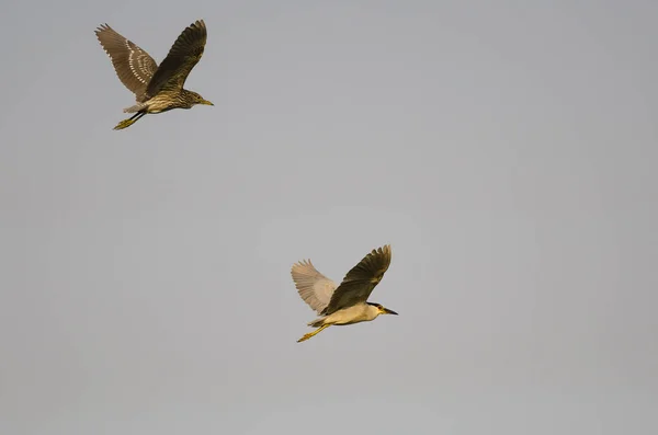 Adulto Negro Coronada Noche Garza Volando Con Sus Jóvenes Cielo — Foto de Stock