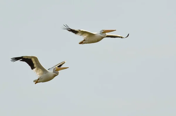 Par Pelicanos Brancos Americanos Voando Céu Azul — Fotografia de Stock