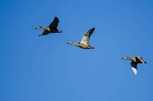 Trzy Kaczki Krzyżówki Latające Błękitnym Niebie — Zdjęcie stockowe