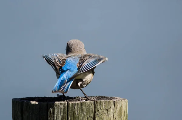 Beautiful Mountain Bluebird Preparing Take Flight Weathered Wooden Post — Stock Photo, Image