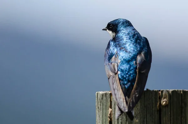 Spunky Little Tree Swallow Perched Atop Weathered Wooden Post — Stock Photo, Image