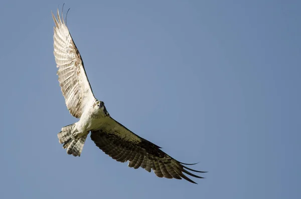 Osprey Direct Oogcontact Maken Tijdens Het Vliegen Een Blauwe Hemel — Stockfoto