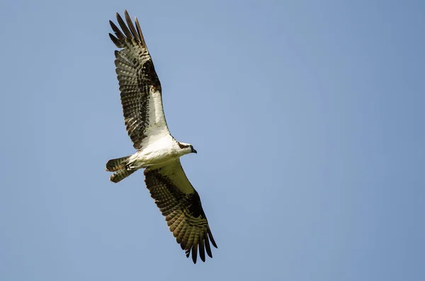 Osprey Solitario Volando Cielo Azul —  Fotos de Stock