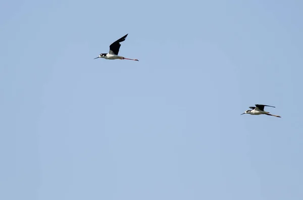 Dvojice Černokrká Chůda Létání Modré Obloze — Stock fotografie