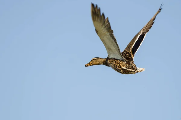 Mallard Duck Flying Blue Sky — Stock Photo, Image