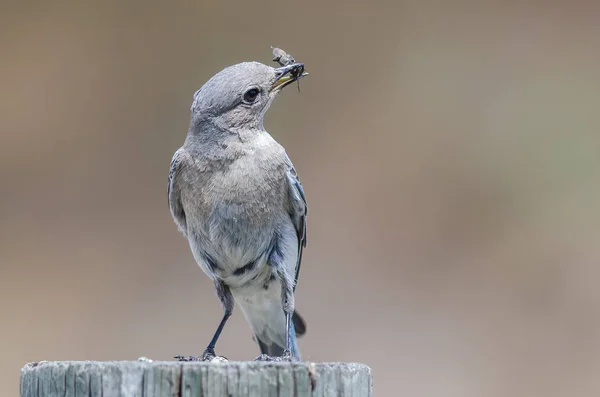 Mountain Bluebird Mostrando Captura Mientras Alza Sobre Poste Madera Envejecida —  Fotos de Stock