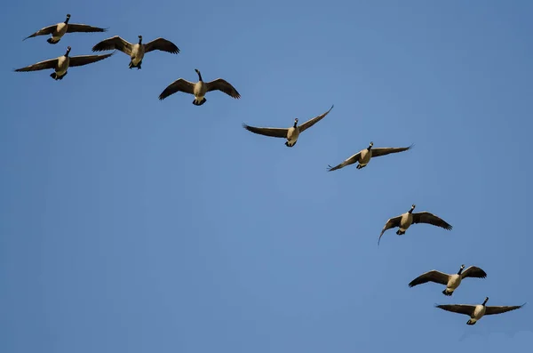 Manada Gansos Canadá Volando Cielo Azul —  Fotos de Stock