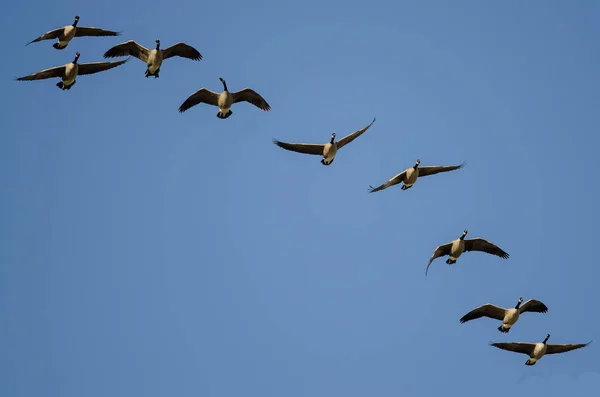 Flock Canada Geese Flying Blue Sky — Stock Photo, Image