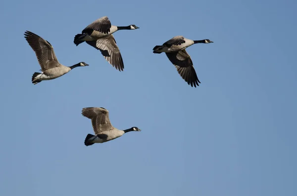 Flock Canada Gęsi Latające Błękitnym Niebie — Zdjęcie stockowe