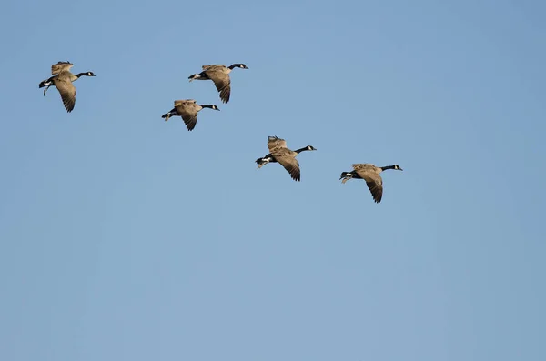 Flock Canada Gäss Som Flyger Blå Himmel — Stockfoto