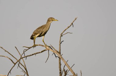 Genç siyah taç gece balıkçılı tünemiş yüksek bir ağaç üzerinde