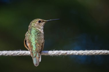 Rufous Hummingbird Bir parça beyaz çamaşır ipine tünemiş