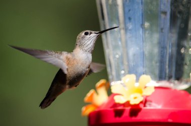 Geniş uçlu sinekkuşu besleyici bir yemek için gelen