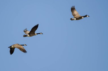 Üç Kanada Kazı Mavi Gökte Uçuyor
