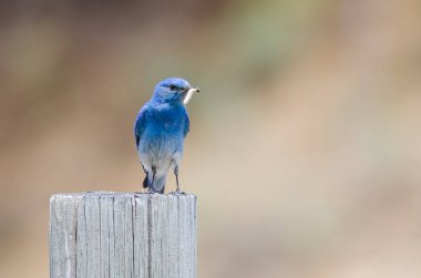 Dağ Bluebird yıpranmış ahşap direğe tünemiş iken onun Catch görüntüleme