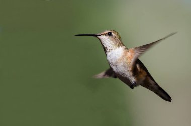 Sevimli küçük kızıl sinekkuşu uçuşta Hovering ormanın derinliklerinde