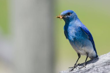 Dağ Bluebird yıpranmış ahşap direğe tünemiş iken onun Catch görüntüleme