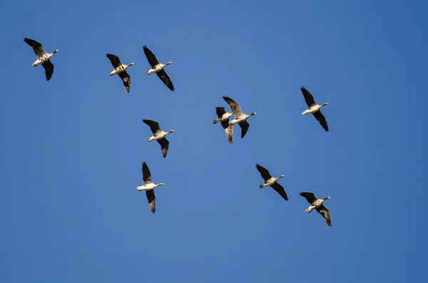 Bandada Gansos Fachada Blanca Volando Cielo Azul —  Fotos de Stock