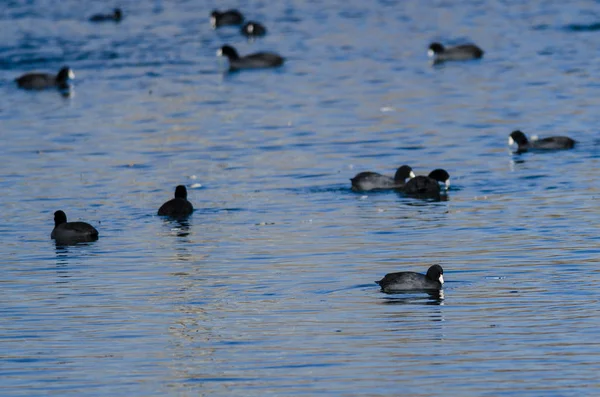 American Coots Swimming Cool Blue Water — Stock Photo, Image