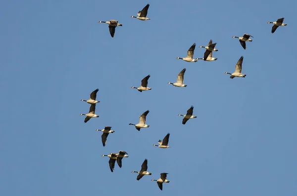 Flock Canada Geese Flying Blue Sky — Stock Photo, Image