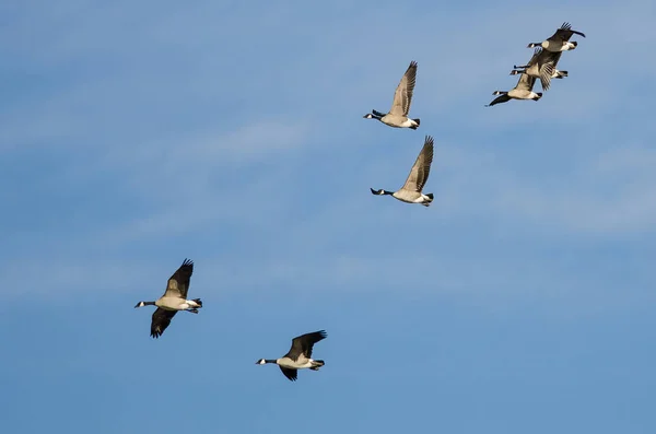 Manada Gansos Canadá Volando Cielo Azul —  Fotos de Stock