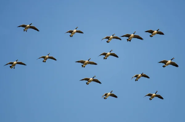 カナダの群れ青い空を飛ぶGeese Flying — ストック写真