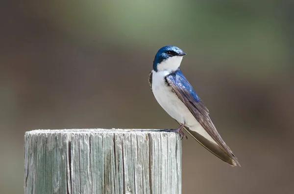 Spunkig Liten Träd Svälja Uppflugen Ovanpå Väderbiten Trästolpe — Stockfoto