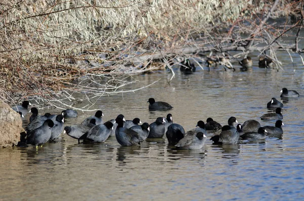 American Coots Resting Side Pond — Stock Photo, Image