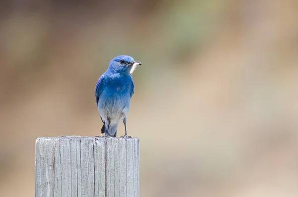 Mountain Bluebird Mostrando Captura Mientras Alza Sobre Poste Madera Envejecida — Foto de Stock