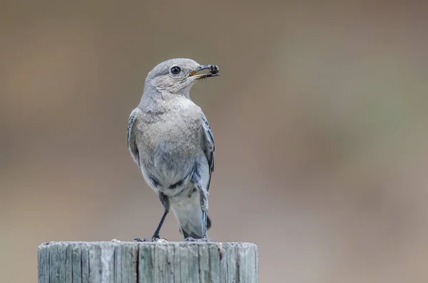 Mountain Bluebird Exibindo Sua Captura Enquanto Empoleirado Topo Posto Madeira — Fotografia de Stock