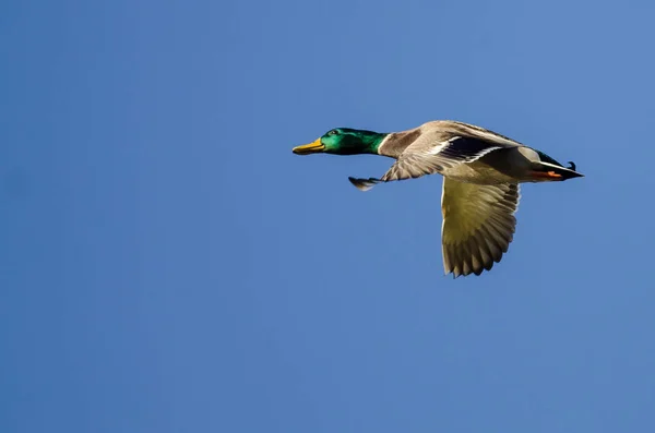 Mallard Duck Volando Cielo Azul — Foto de Stock