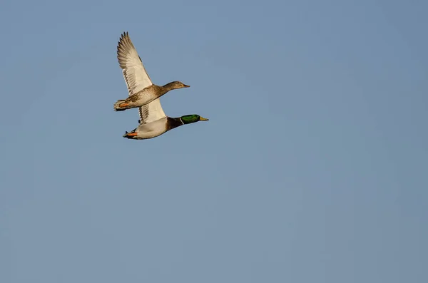 Paire Canards Colverts Volant Dans Ciel Bleu — Photo