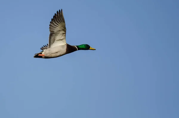 Mallard Duck Flying Blue Sky — Stock Photo, Image