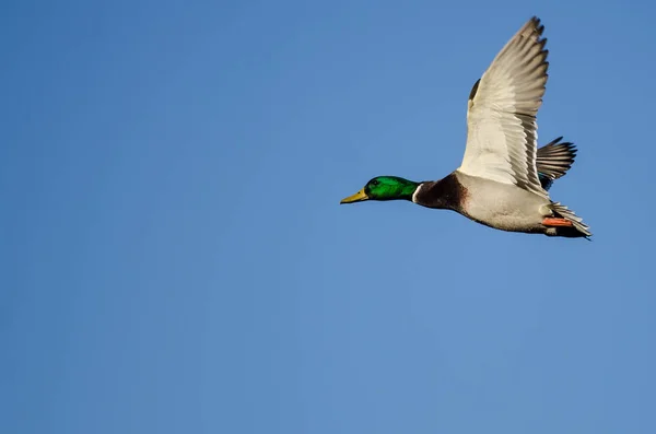 Mannelijke Mallard Duck Vliegen Een Blauwe Hemel — Stockfoto