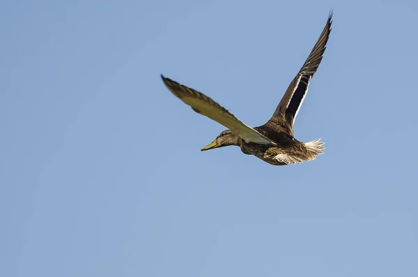 Mallard Duck Flying Blue Sky — Stock Photo, Image