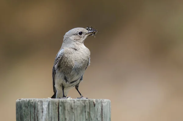 Mountain Bluebird Montrant Capture Alors Était Perché Sommet Poteau Bois — Photo