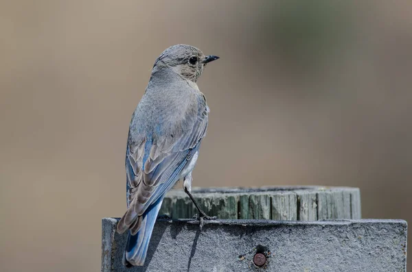 Orgulhoso Pássaro Azul Montanha Empoleirado Cima Poste Madeira Resistente — Fotografia de Stock