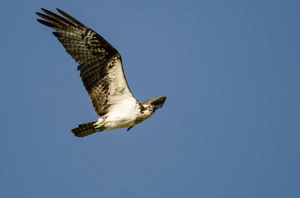 Osprey Che Stabilisce Contatto Visivo Diretto Mentre Vola Cielo Blu — Foto Stock