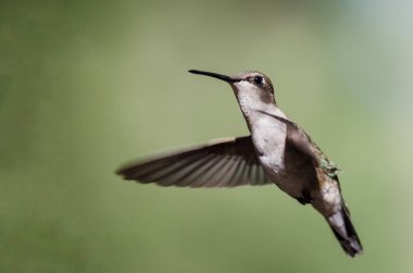 Siyah çeneli sinek kuşu uçuş Hovering ormanın derinliklerinde