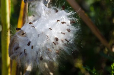 Zarif beyaz süt kardeş lifler çekirdekleri sunulması