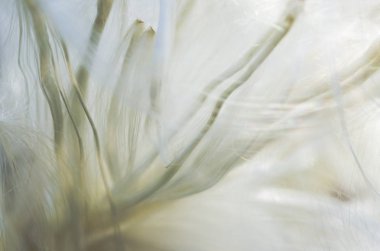 Nature Abstract: Delicate White Milkweed Seed Fibers clipart