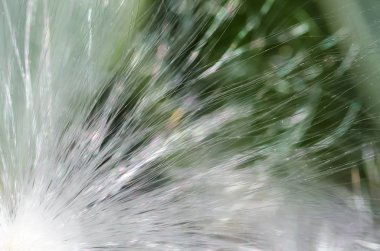 Doğa Özet: Hassas beyaz süt kardeş tohum lifleri