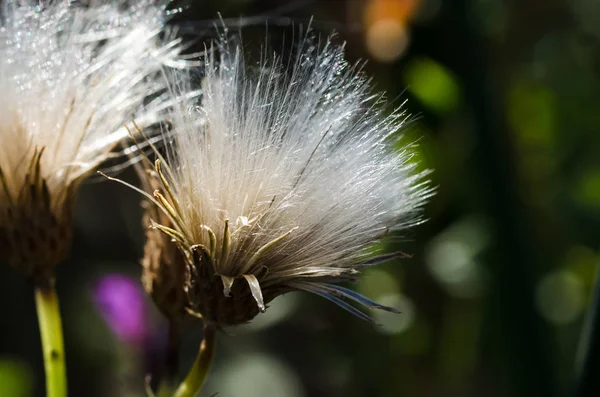 Колючий Широколистяних Сіяти Thistle Сяє Теплих Сонячних Променів Осінь — стокове фото