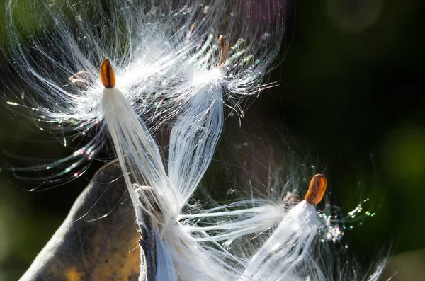 Natura Astratta Eleganti Fibre Bianche Lattuga Che Presentano Loro Semi — Foto Stock