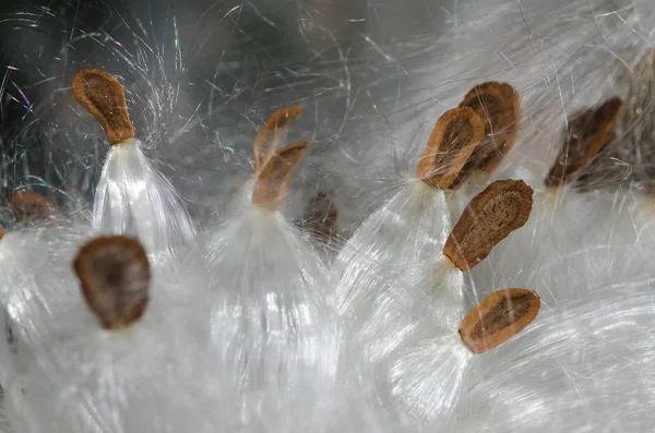 Аннотация Природа Элегантные Волокна Белого Молочного Сорняка Представляющие Свои Семена — стоковое фото