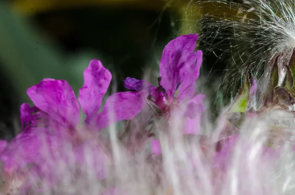 Delikat Lila Blomblad Ett Hav Eleganta Vita Milkweed Fibrer — Stockfoto