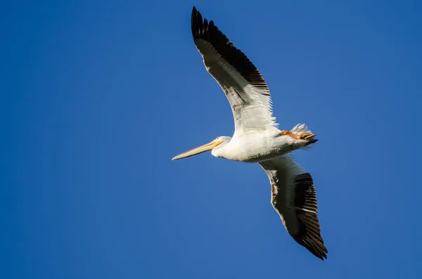 美国白鹈鹕在蓝天中飞翔 — 图库照片