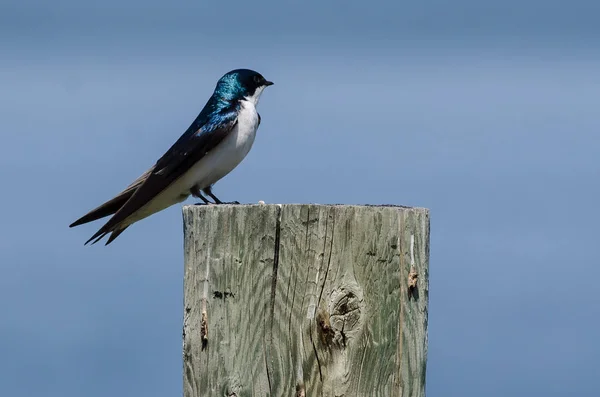 Spunky Little Tree Slikken Neergestreken Top Van Een Houten Paal — Stockfoto