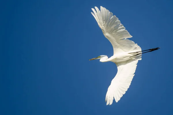 Stora Egret Flyger Blå Himmel — Stockfoto